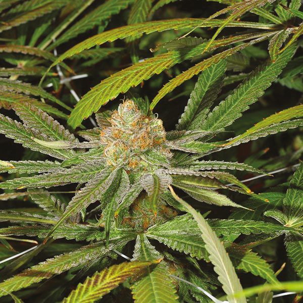 Buy Grandaddy Purple in USA 