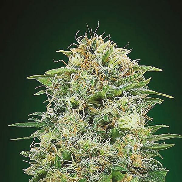 CBD White Widow 1 to 1 Fem CBD White Widow 1 to 1 Fem
