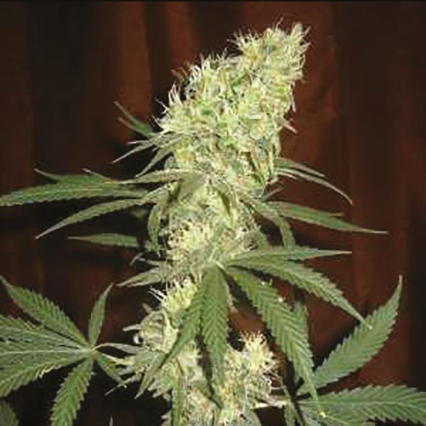 Matanuska Tundra Fem