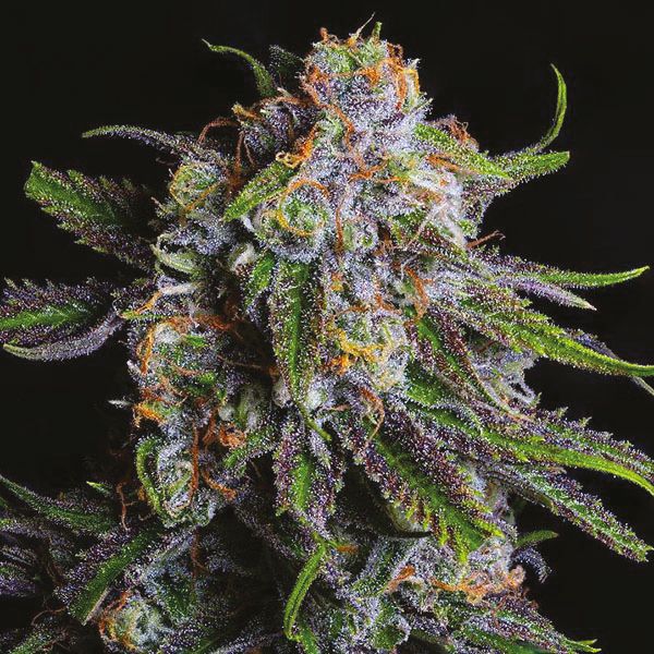 Grandaddy Purple Fem Grandaddy Purple Fem