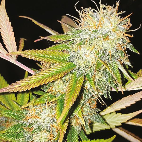 Lemon OG Fem Lemon OG Fem
