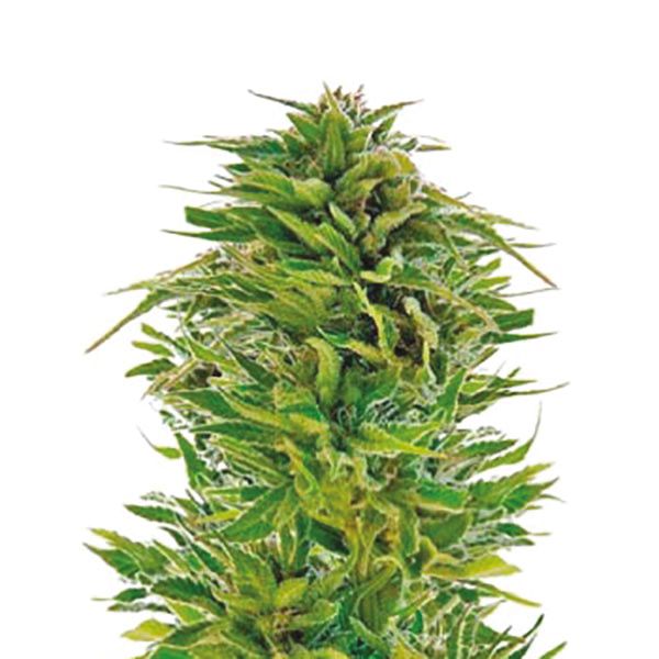 Amnesia Lemon Auto 