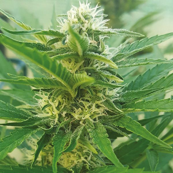Buy high CBD Haze Feminized Seeds USA