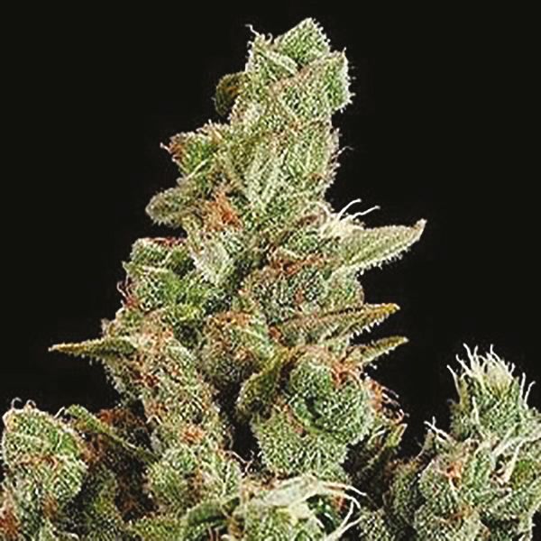 Auto Devil XXL Fem Auto Devil XXL Fem