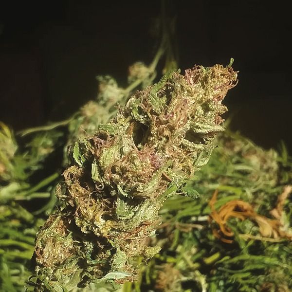 critical widow fem     