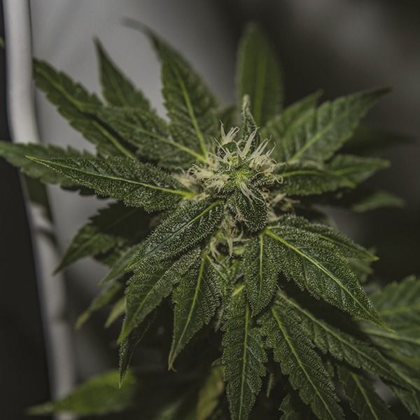 durban poison fem     