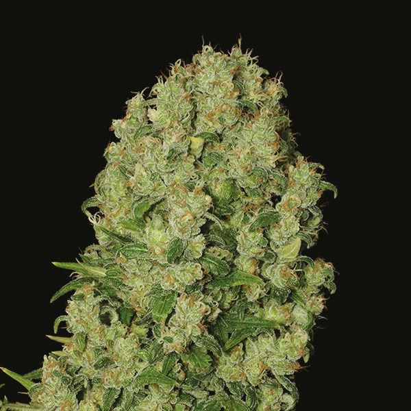hellfire og fem     