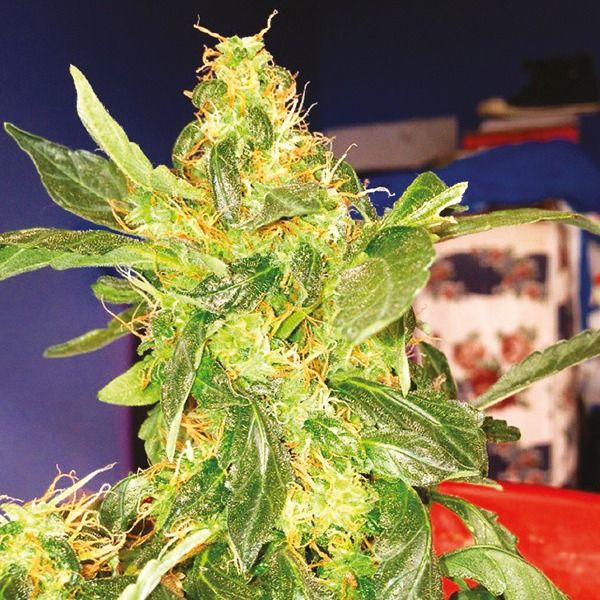 northern lights reg     