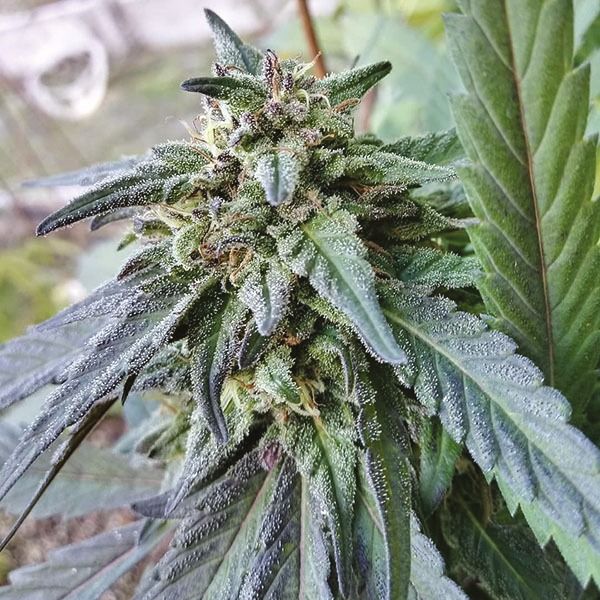 northern lights 10 fem    