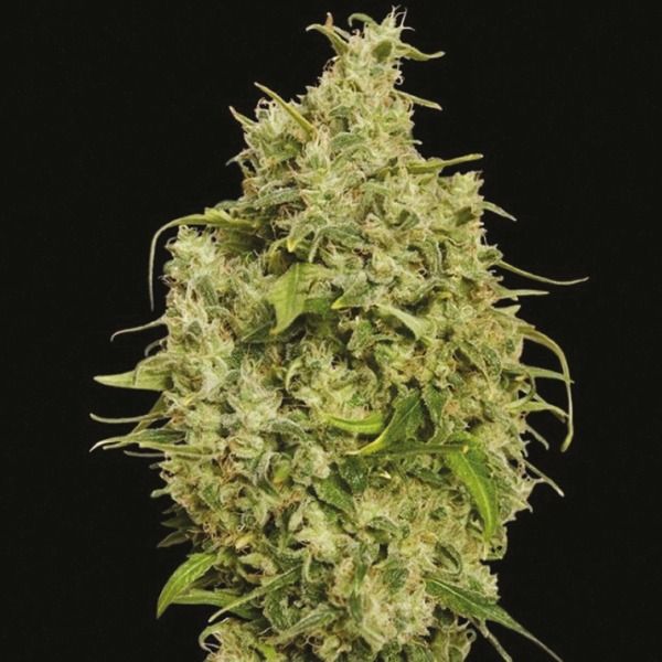 auto blackberry fem     