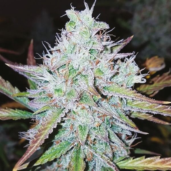 orange skunk fem     