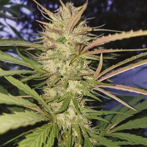 platinum cookies fem     