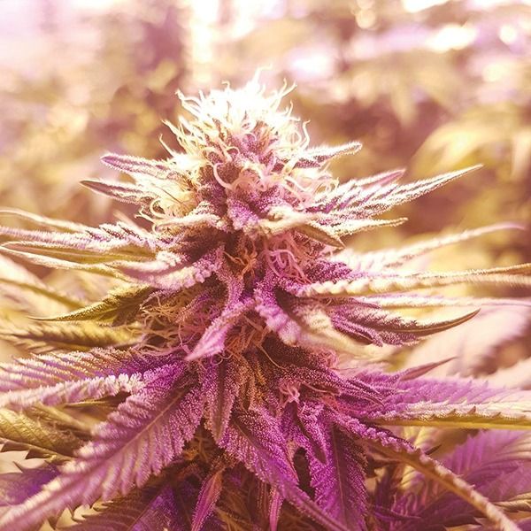 skywalker fem      