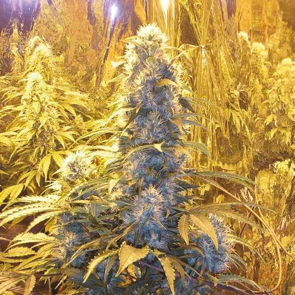 sour diesel reg     