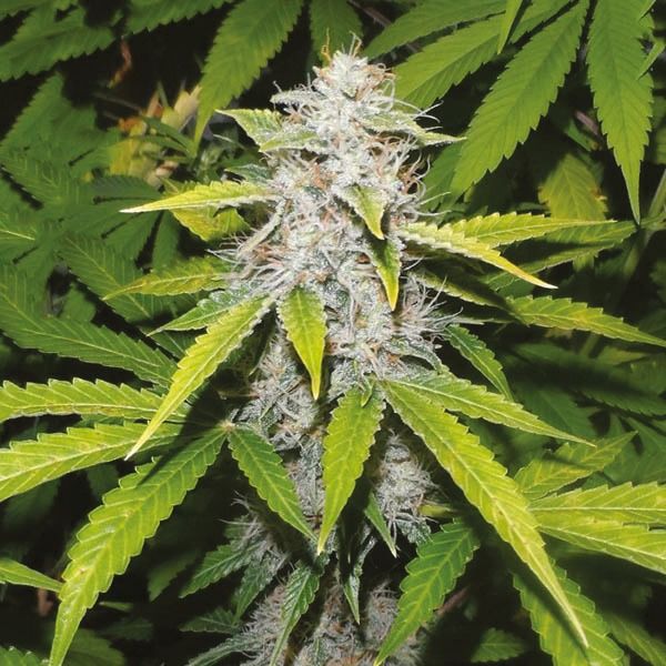 auto lsd fem     
