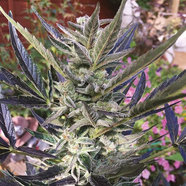 Autoflower Critical Jack Autoflower Critical Jack