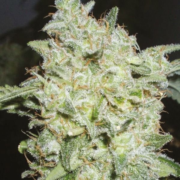 auto northern lights x cream fem   