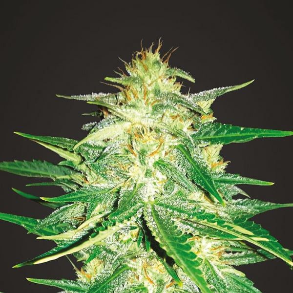 auto purple sunset fem    