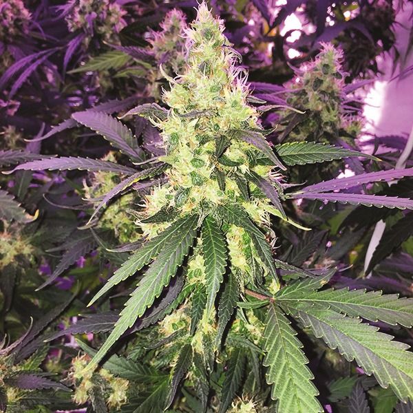 bruce banner 2 0 fem    