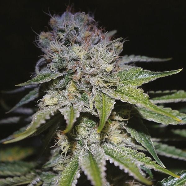 cbd cream & cheese fem    