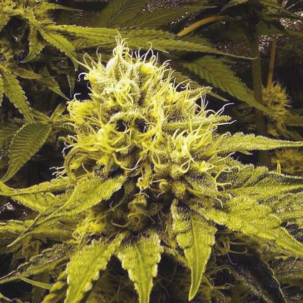 cbd kush x cbd kush fem   