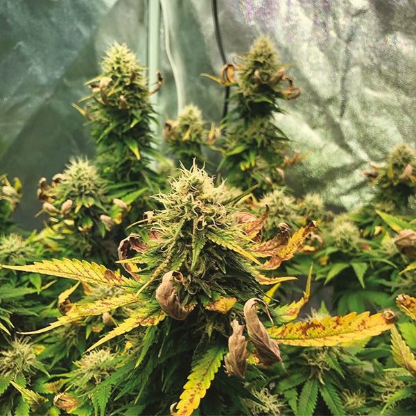 cbd ratio 1:30 fem    