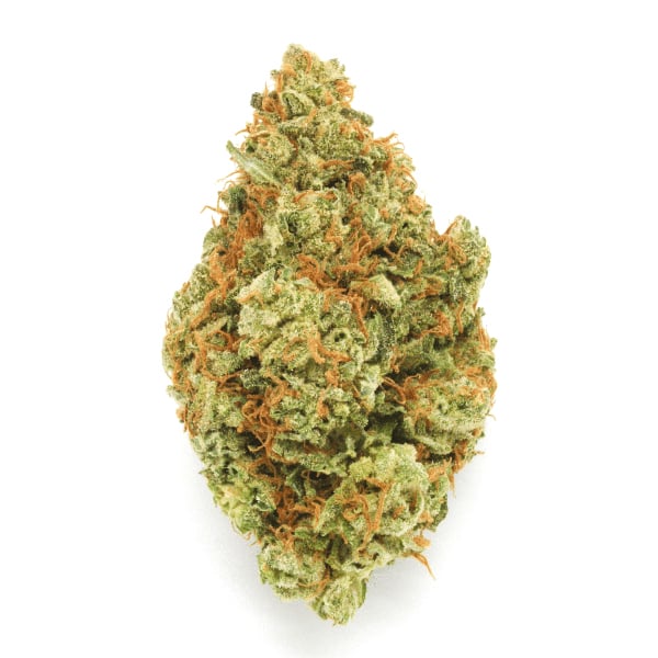 Moby Dick Strain Feminized Cannabis Seeds - Rocket Seeds