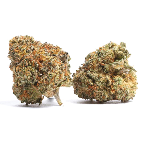 Girl Scout Cookies Cannabis Seeds- Marijuana Grow Shop