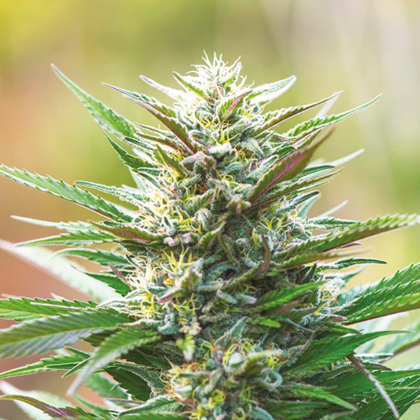 San Fernando Valley OG - Lifted Health & Wellness - Medical Marijuana Menu  - Medicinal Cannabis Pot Weed Directory