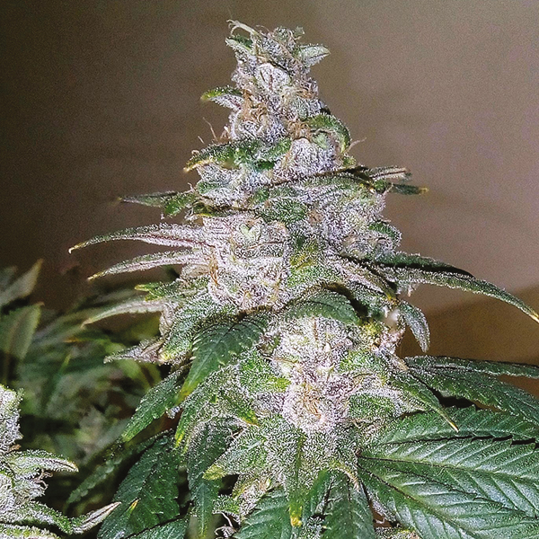 Badazz Cheese Strain Description and Properties