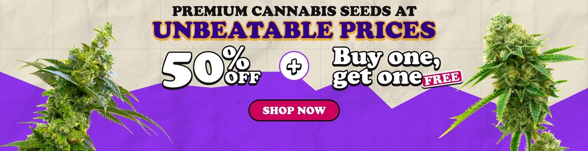 Discover high-quality cannabis seeds at i49 Seedbank
