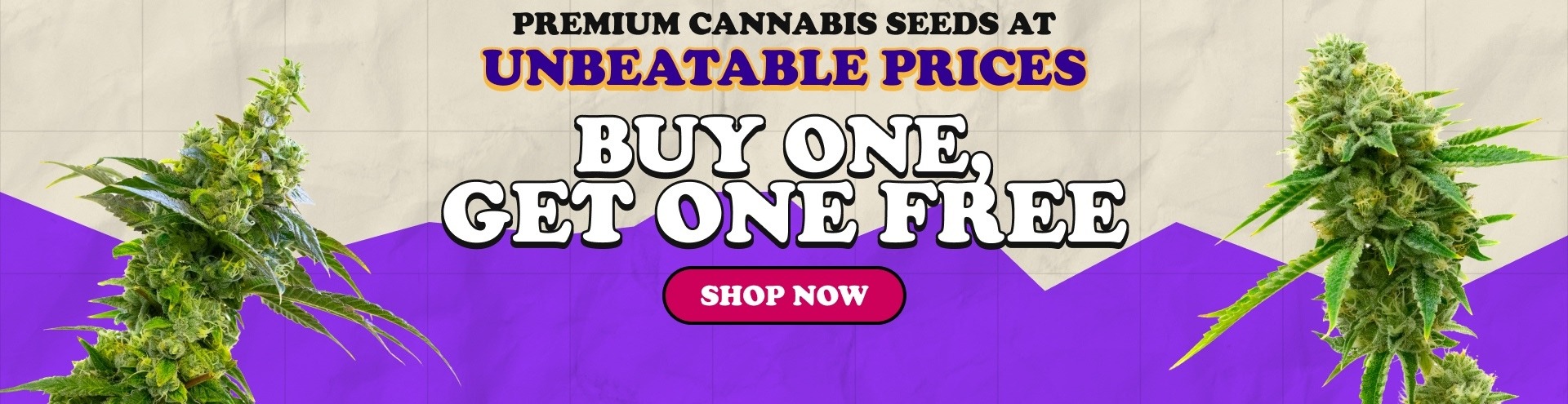 Discover high-quality cannabis seeds at i49 Seedbank