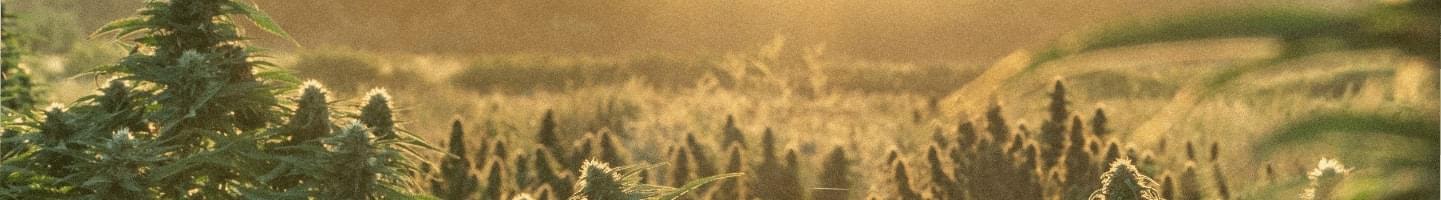 Buy Marijuana Seeds for Sale Marijuana Seeds for Sale