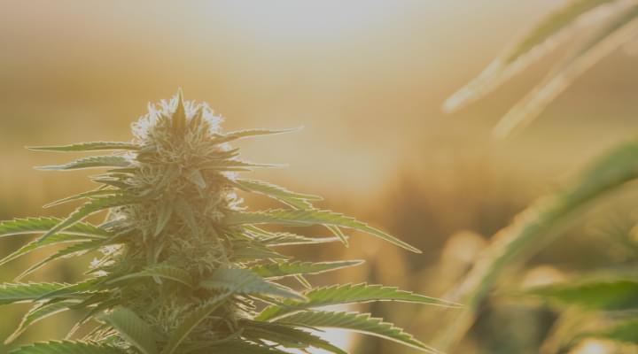 Autoflower Seeds