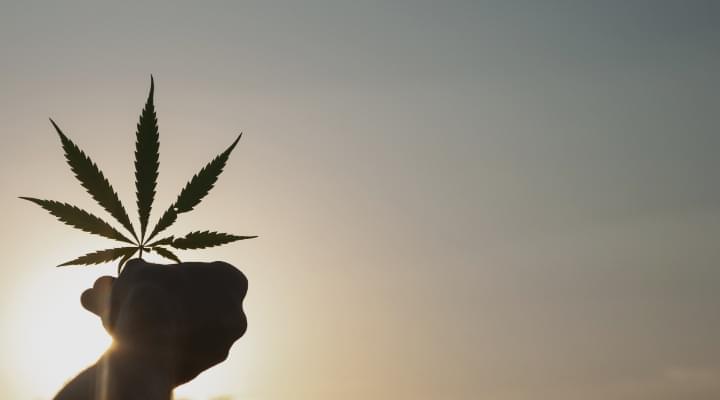 Cheap Marijuana Seeds