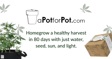 how to home grow weed