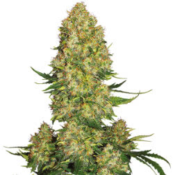 Auto Skunk #1 Fem