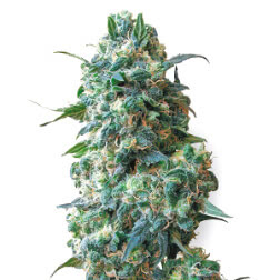 Afghan Kush Fem