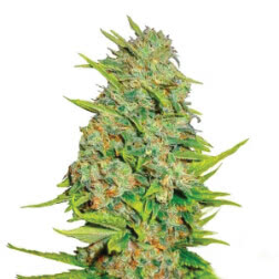 Auto AK47 Fem